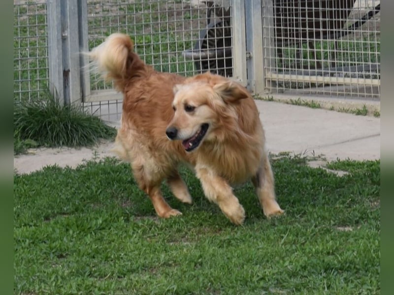 Mylo treuer Freund wartet auf sein Glück
