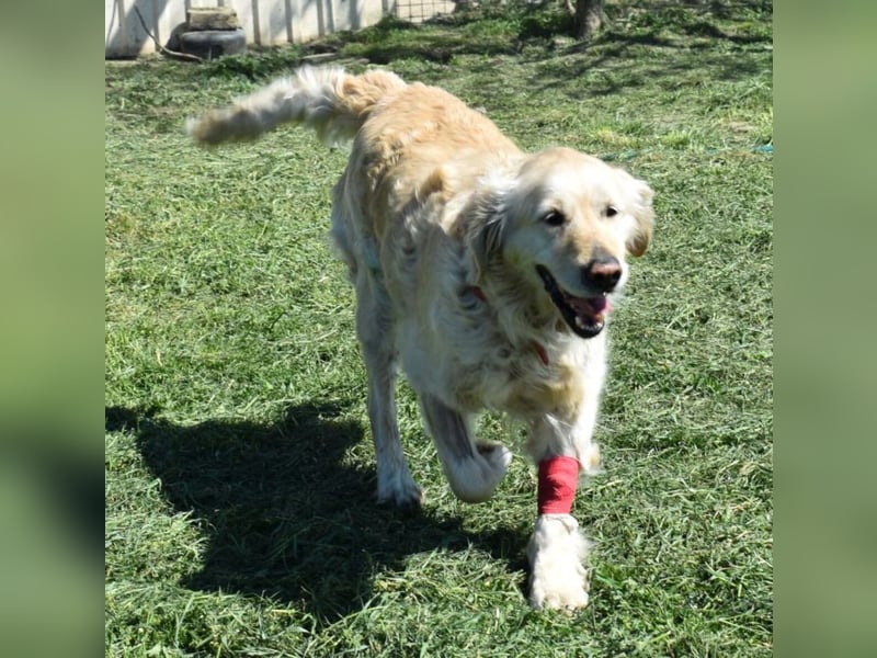 Lotti - Zuhause für immer gesucht!