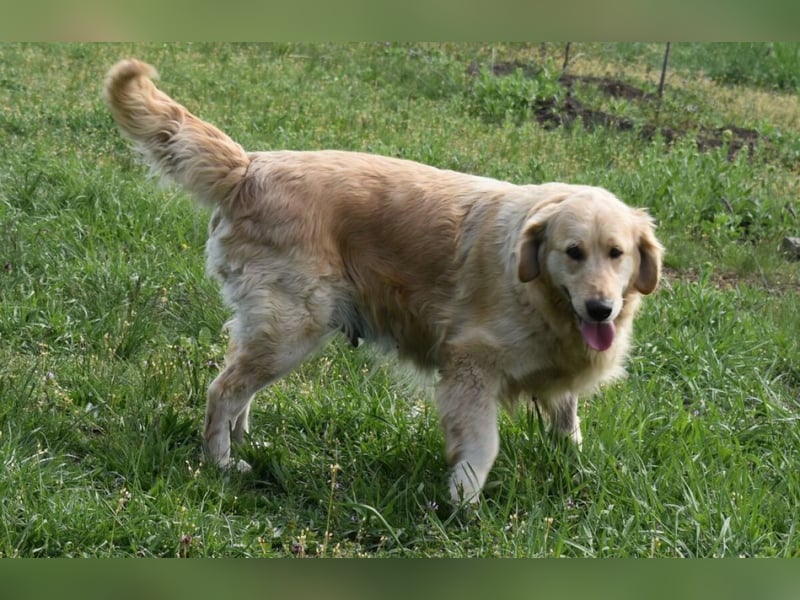 Suzy ein Herz das endlich ankommen möchte