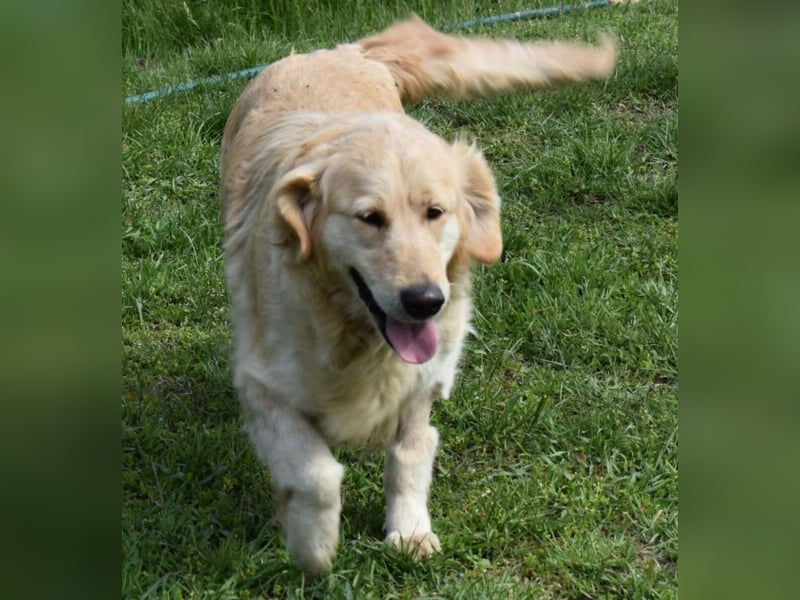 Suzy ein Herz das endlich ankommen möchte