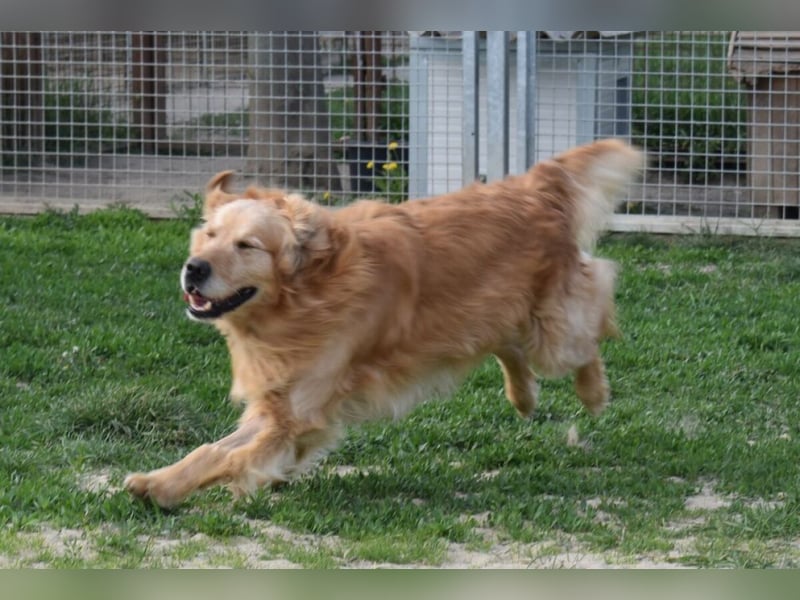 Mylo treuer Freund wartet auf sein Glück