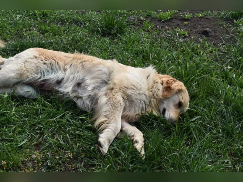 Suzy ein Herz das endlich ankommen möchte