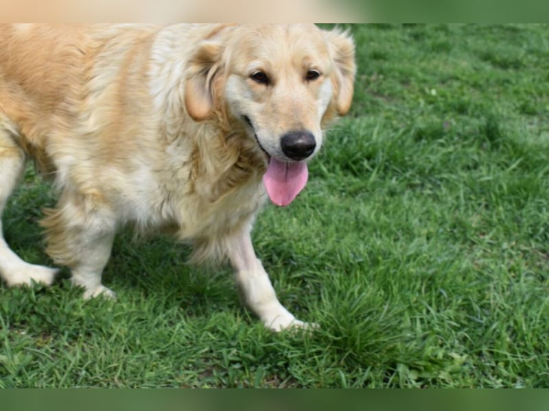 Suzy ein Herz das endlich ankommen möchte