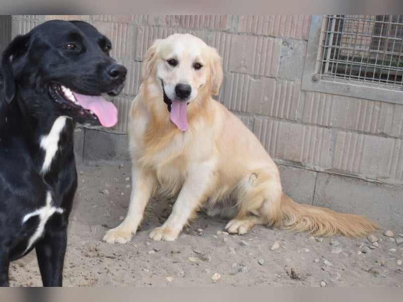 Jonathan Sensibelchen