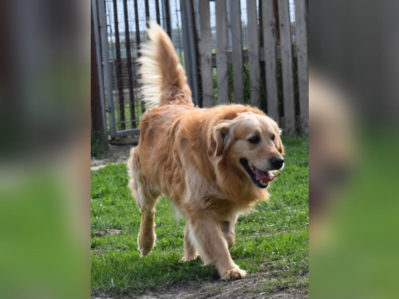 Mylo treuer Freund wartet auf sein Glück