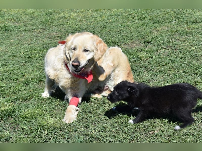 Lotti - Zuhause für immer gesucht!