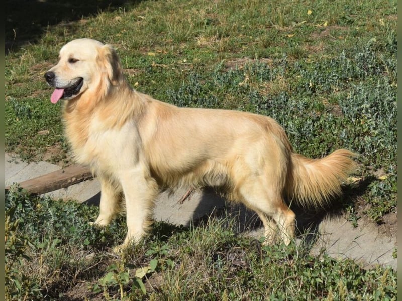 Jonathan Sensibelchen