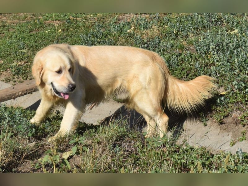 Jonathan Sensibelchen