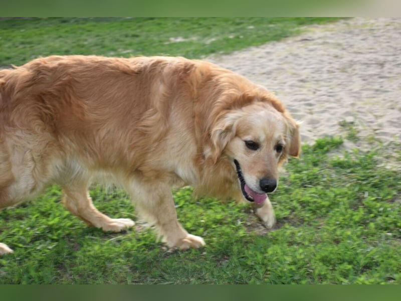Mylo treuer Freund wartet auf sein Glück