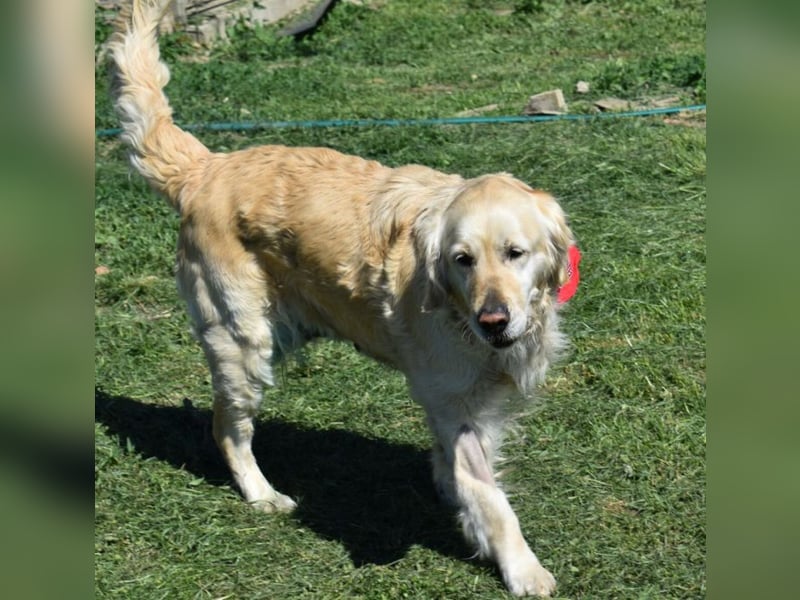 Lotti - Zuhause für immer gesucht!