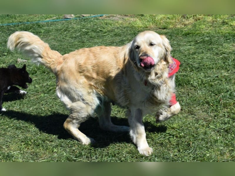 Lotti - Zuhause für immer gesucht!