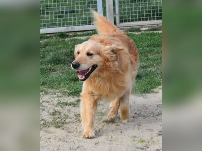 Mylo treuer Freund wartet auf sein Glück