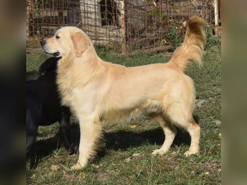 Jonathan Sensibelchen