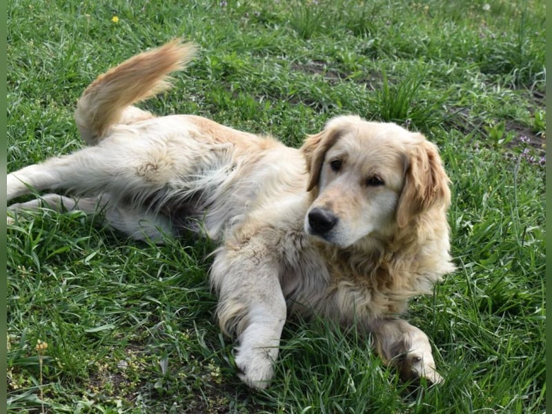 Suzy ein Herz das endlich ankommen möchte