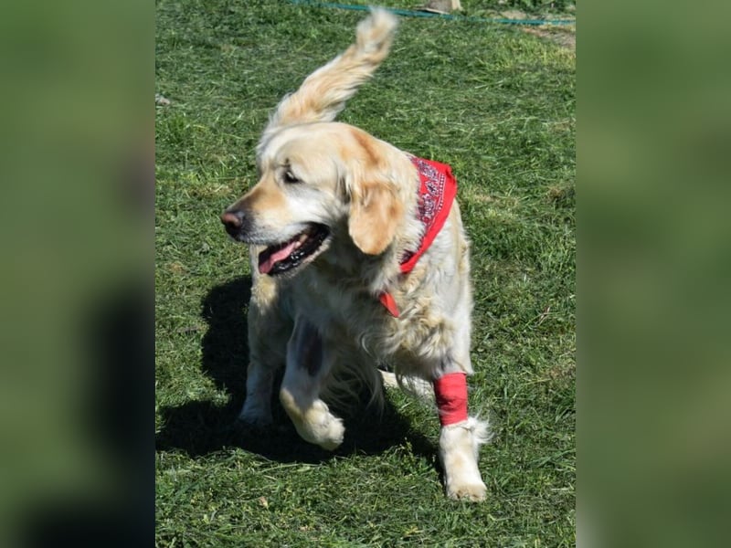 Lotti - Zuhause für immer gesucht!