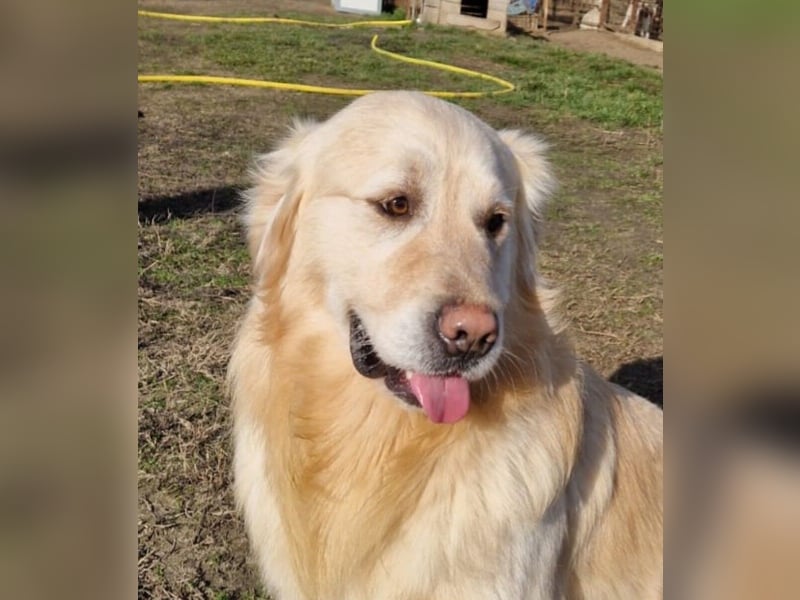 Jonathan Sensibelchen