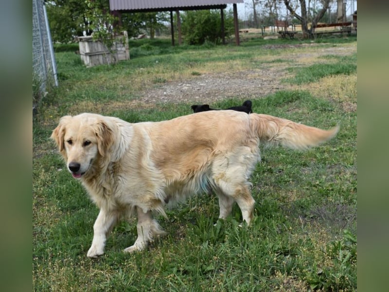 Suzy ein Herz das endlich ankommen möchte