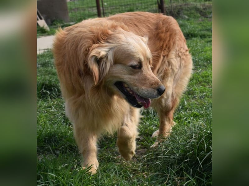 Mylo treuer Freund wartet auf sein Glück