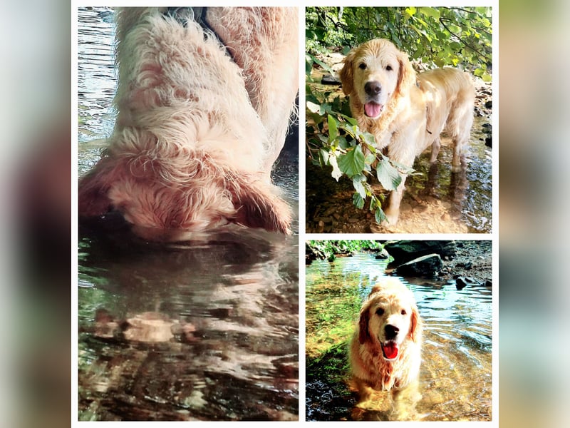 Treuer, menschenbezoger Golden Retriever