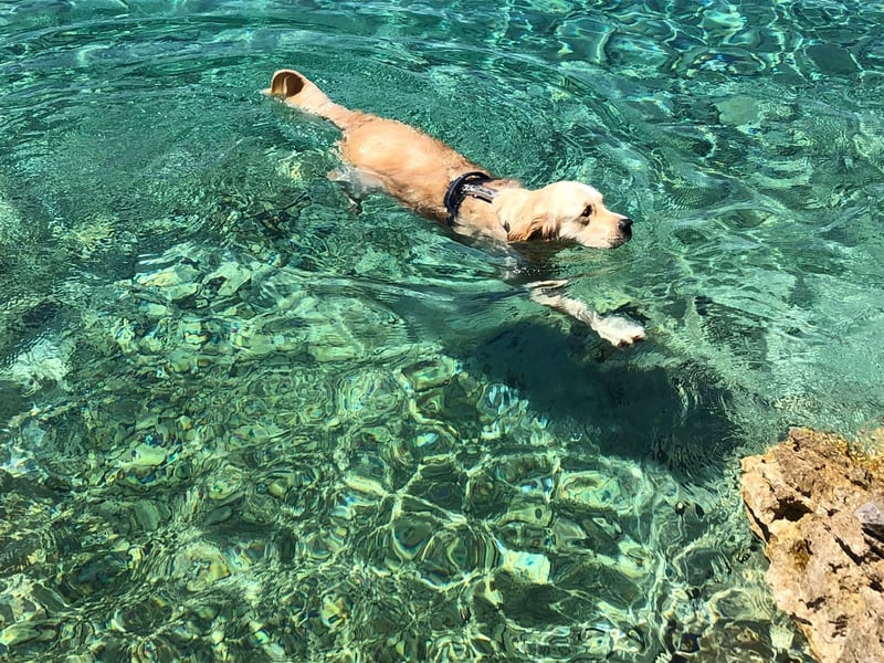 Treuer, menschenbezoger Golden Retriever