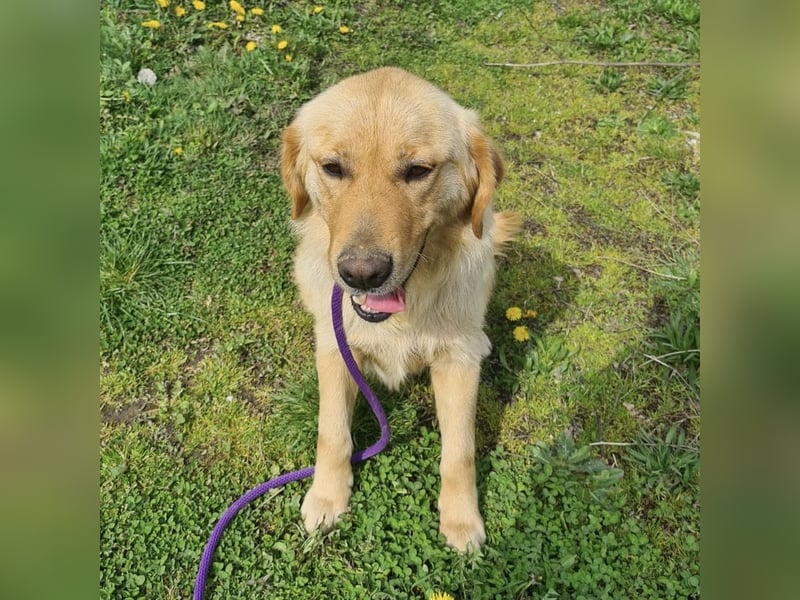 Miller - absolut Traumhund