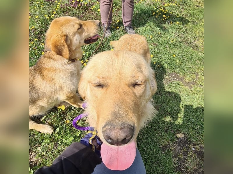 Miller - absolut Traumhund