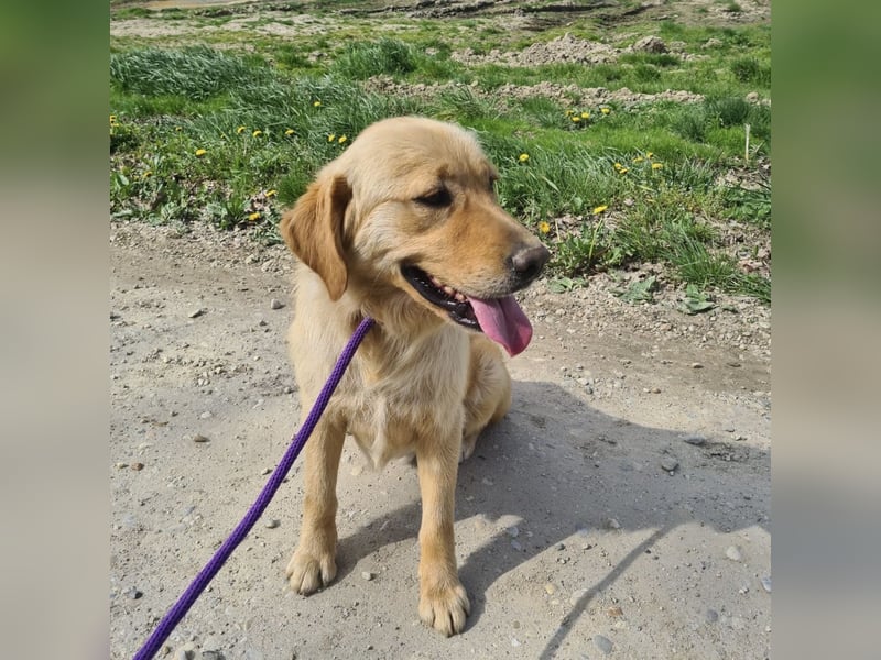 Miller - absolut Traumhund