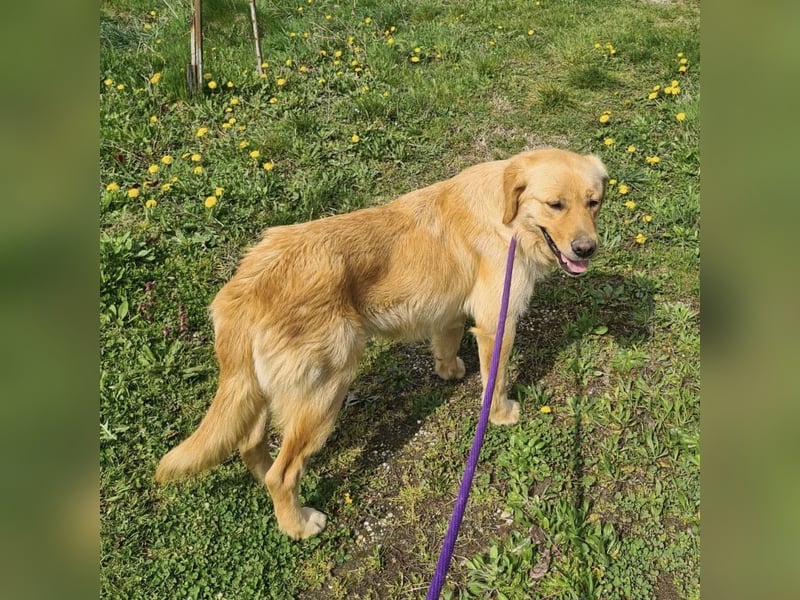 Miller - absolut Traumhund