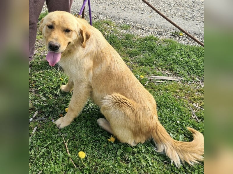 Miller - absolut Traumhund