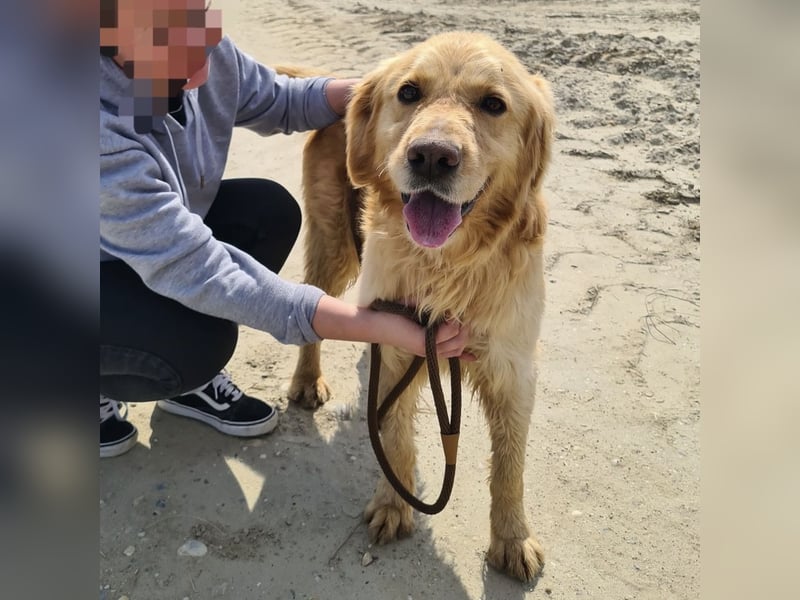 Arty ein Gold-Schatz