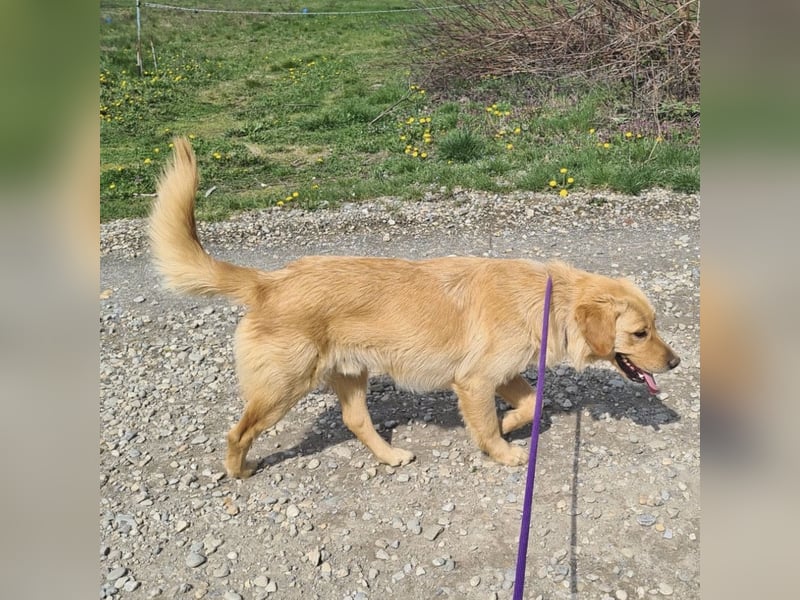 Miller - absolut Traumhund