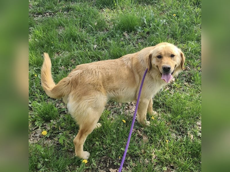 Miller - absolut Traumhund