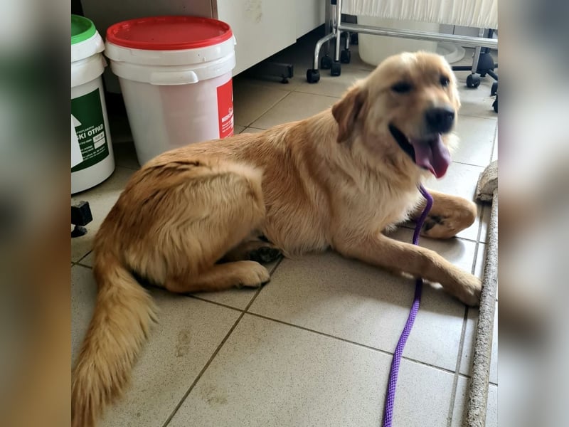 Miller - absolut Traumhund