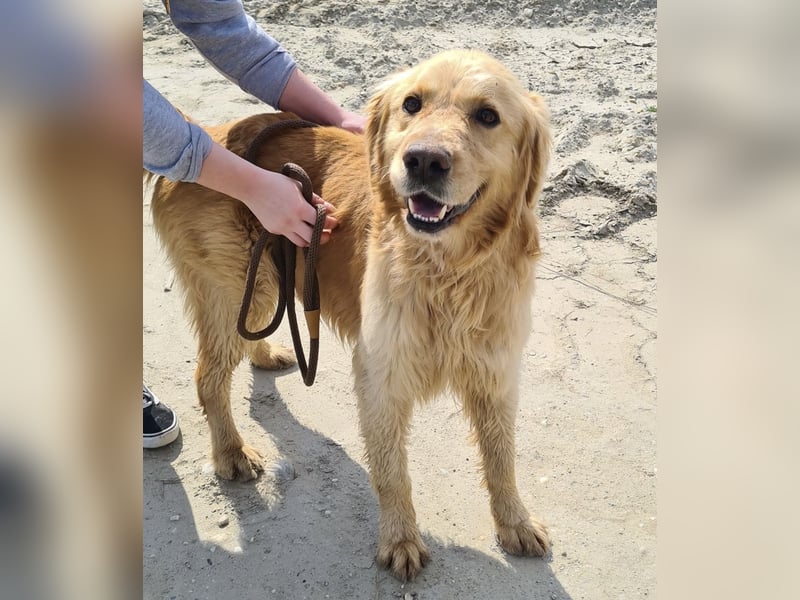 Arty ein Gold-Schatz