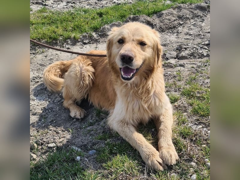 Arty ein Gold-Schatz