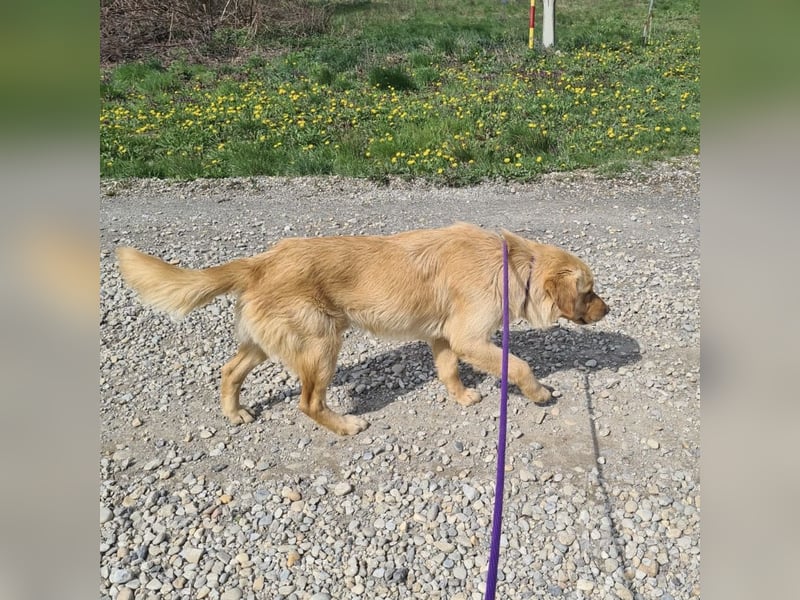 Miller - absolut Traumhund