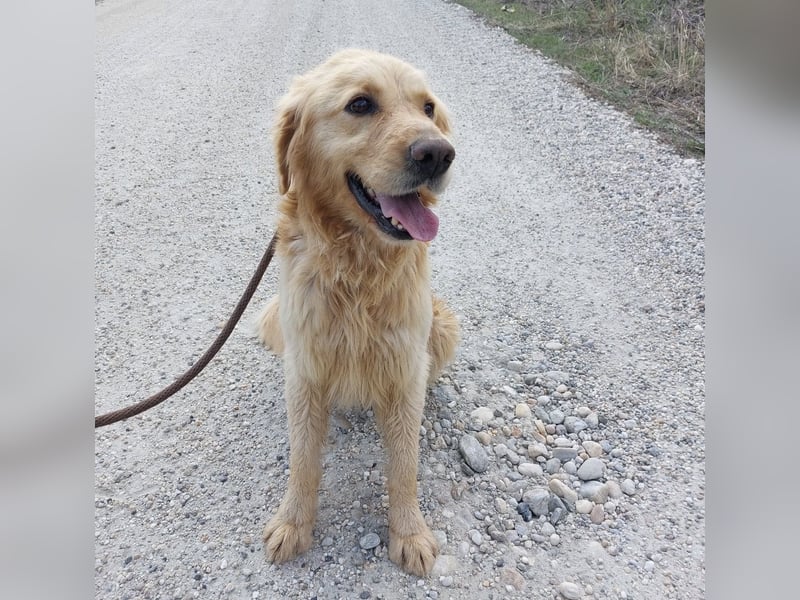 Arty ein Gold-Schatz