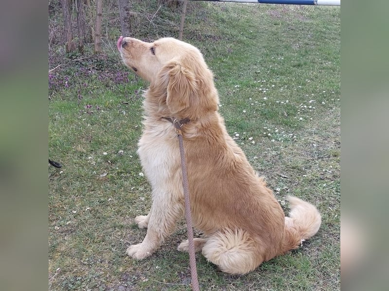 Arty ein Gold-Schatz