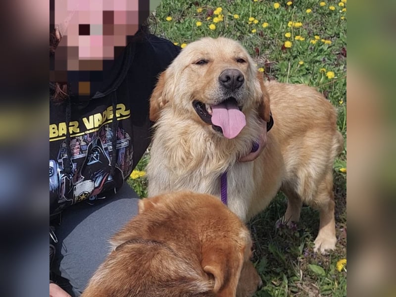 Miller - absolut Traumhund