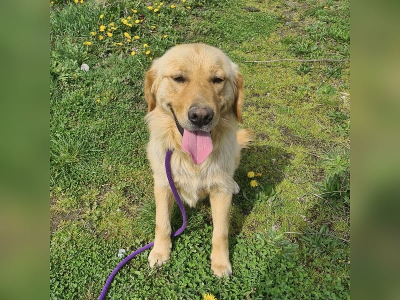 Miller - absolut Traumhund