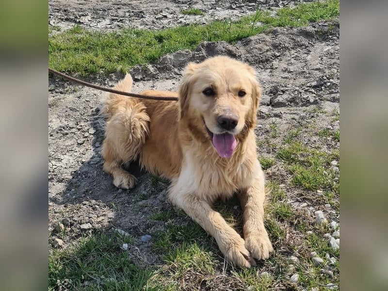 Arty ein Gold-Schatz