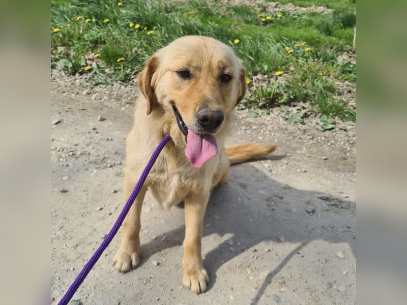 Miller - absolut Traumhund