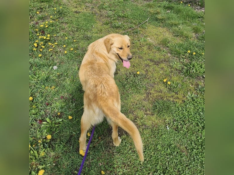 Miller - absolut Traumhund