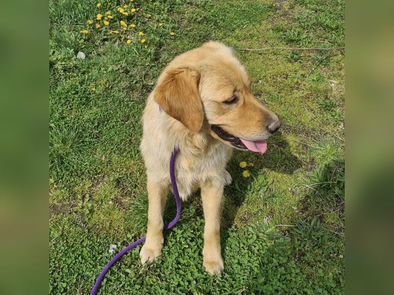 Miller - absolut Traumhund