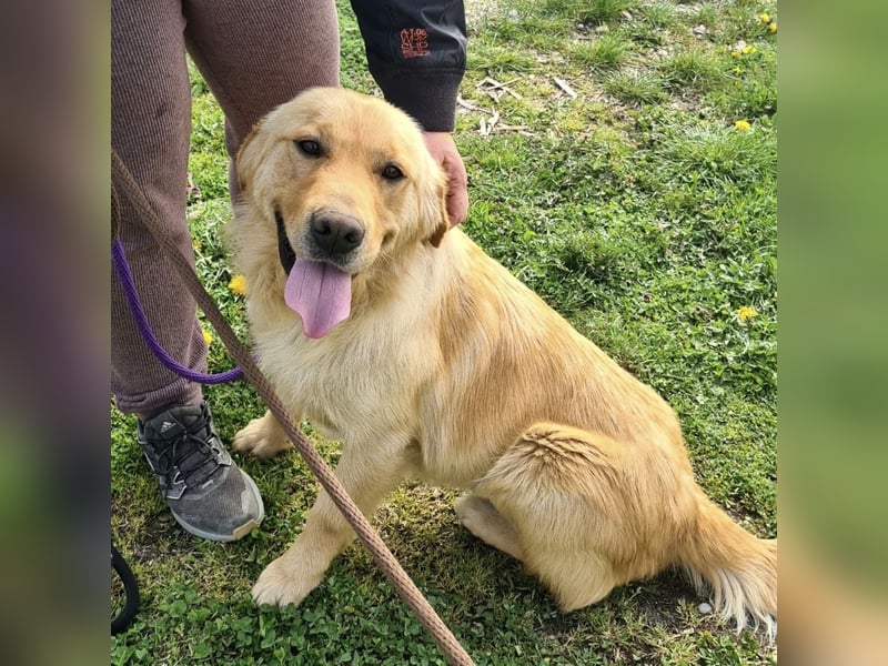 Miller - absolut Traumhund