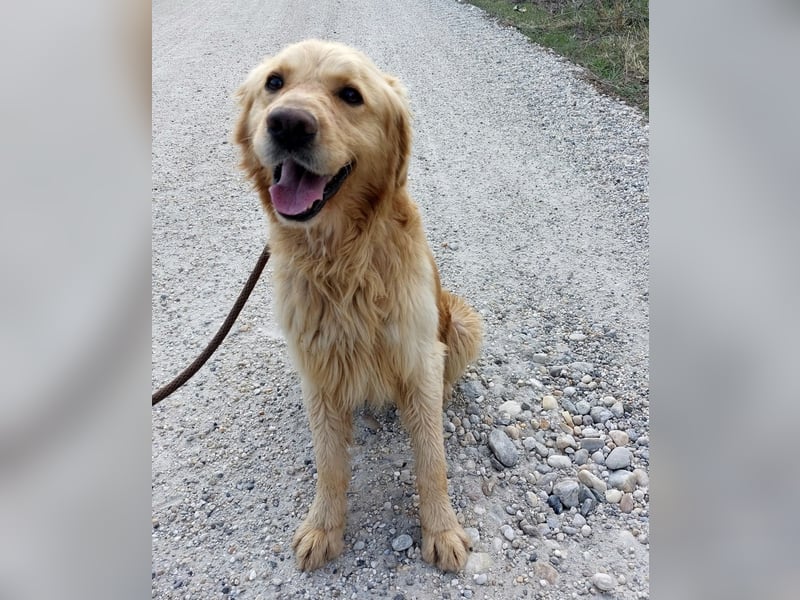 Arty ein Gold-Schatz