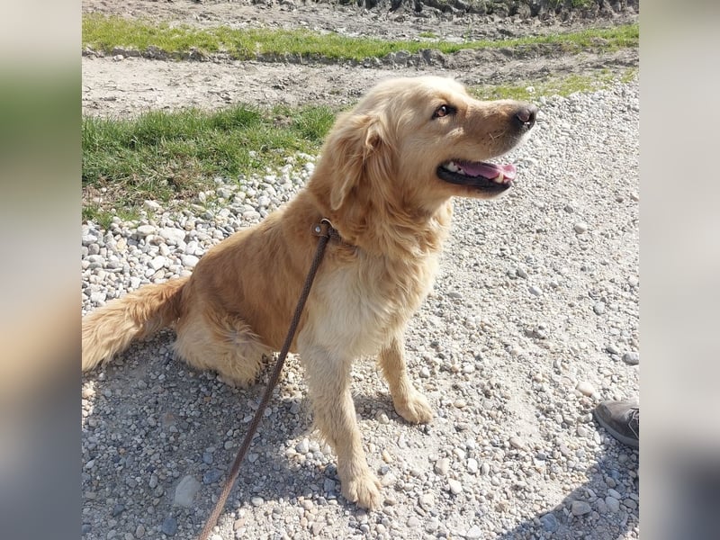 Arty ein Gold-Schatz