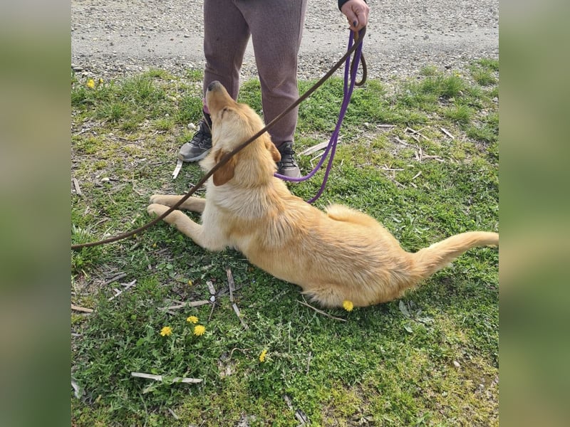 Miller - absolut Traumhund