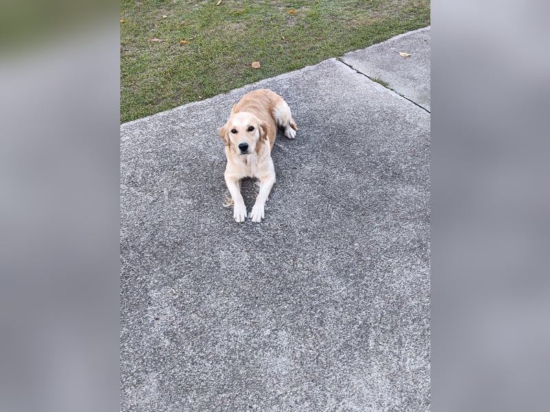 Golden Retriever Hündin 2,5 Jahre