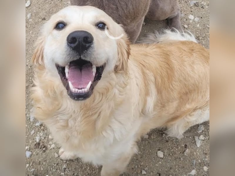 Golden Retriever Hündin 2,5 Jahre
